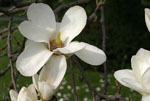 MAGNOLIENBLTE